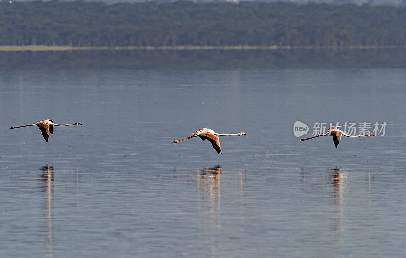 大火烈鸟(Phoenicopterus roseus)是火烈鸟科中分布最广的物种。纳库鲁湖国家公园，肯尼亚。